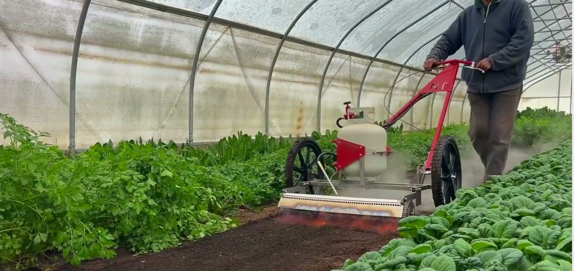 Flame Weeding Without Tillage: Why Market Gardeners Are Shifting to Thermal Weed Control