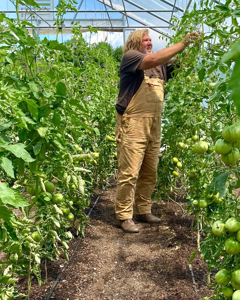 Hook and Wicket | QLIPR | Tomato Trellising | Hard Prune | Greenhouse | Lower and Lean