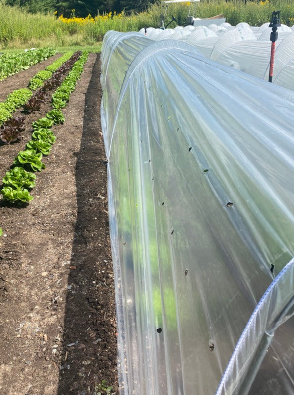 plastic tunnels for plants Perforated Poly for LowCat Low Tunnels 1000 / 7.2