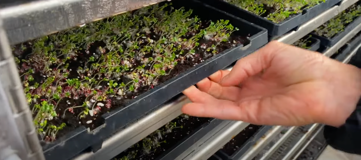 Hand removing a sprouted seedling tray from a germination chamber