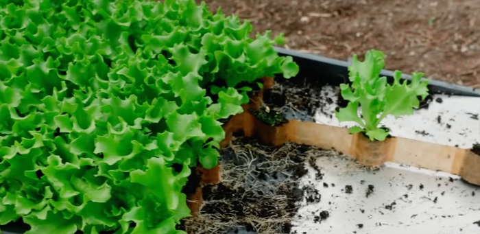 Lettuce seedlings growing in paper chain pots