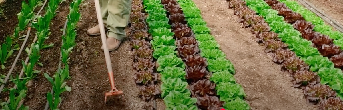 Farmer using a stirrup hoe in a hoop house
