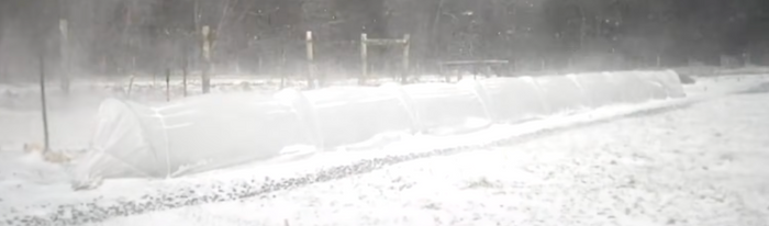Overwintering Crops for an Early Spring Harvest