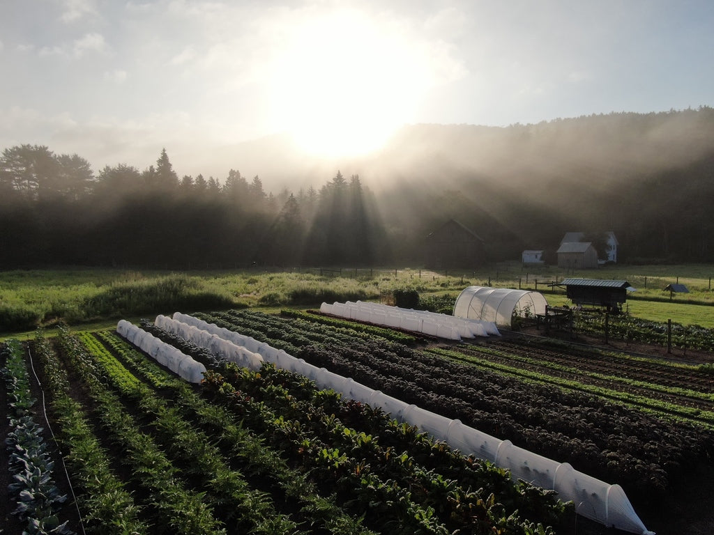 Vegetable beds and low tunnels at a farm in early morning sunlight