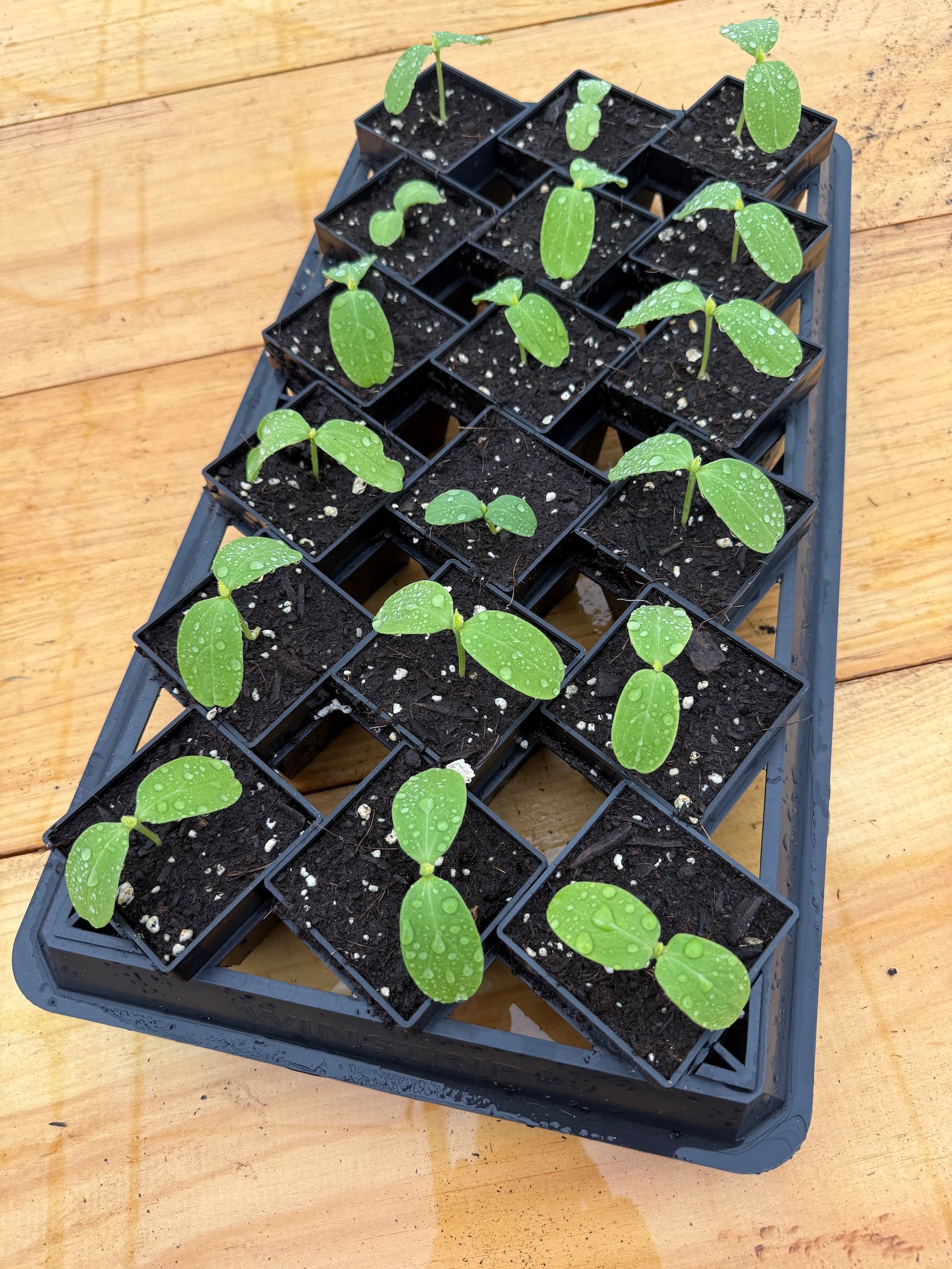 Winstrip® Garden | Kit | Nursery Trays | Lifetime Use | Air Prune