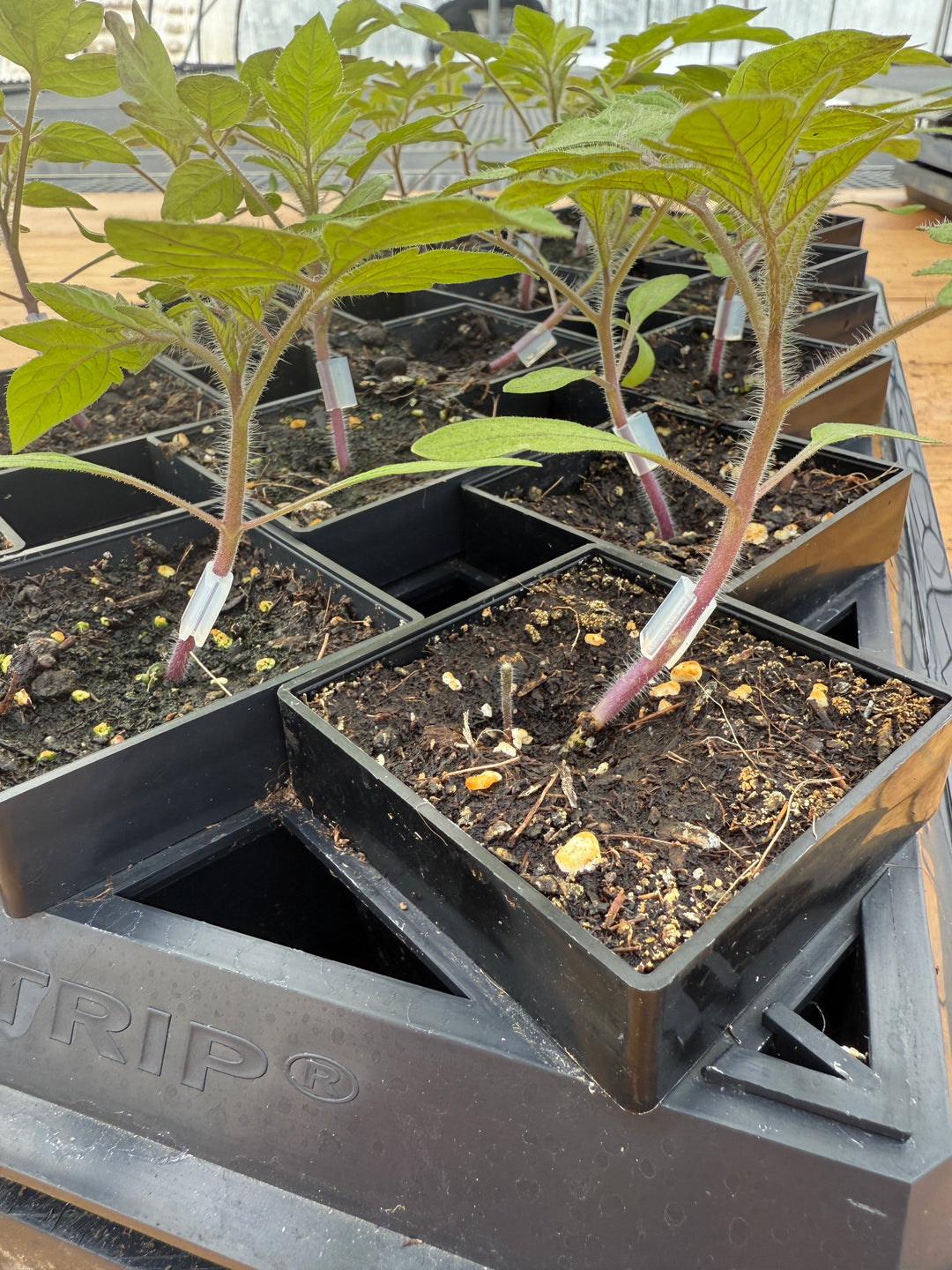 plant insert pots Winstrip XL Pot Carry Insert