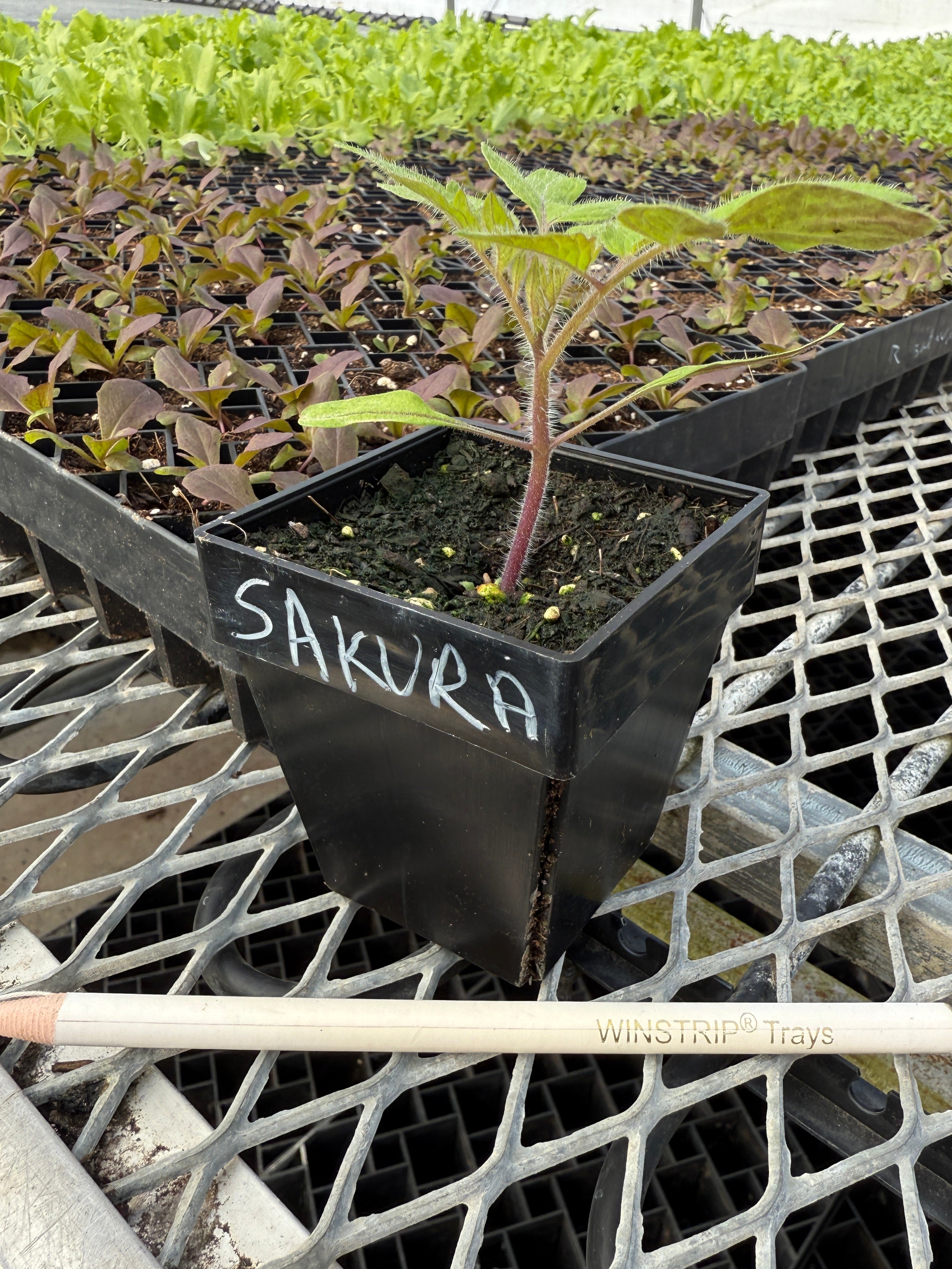 Winstrip® XL Pots Tomato Grafting Healing Chamber Kit – Neversink