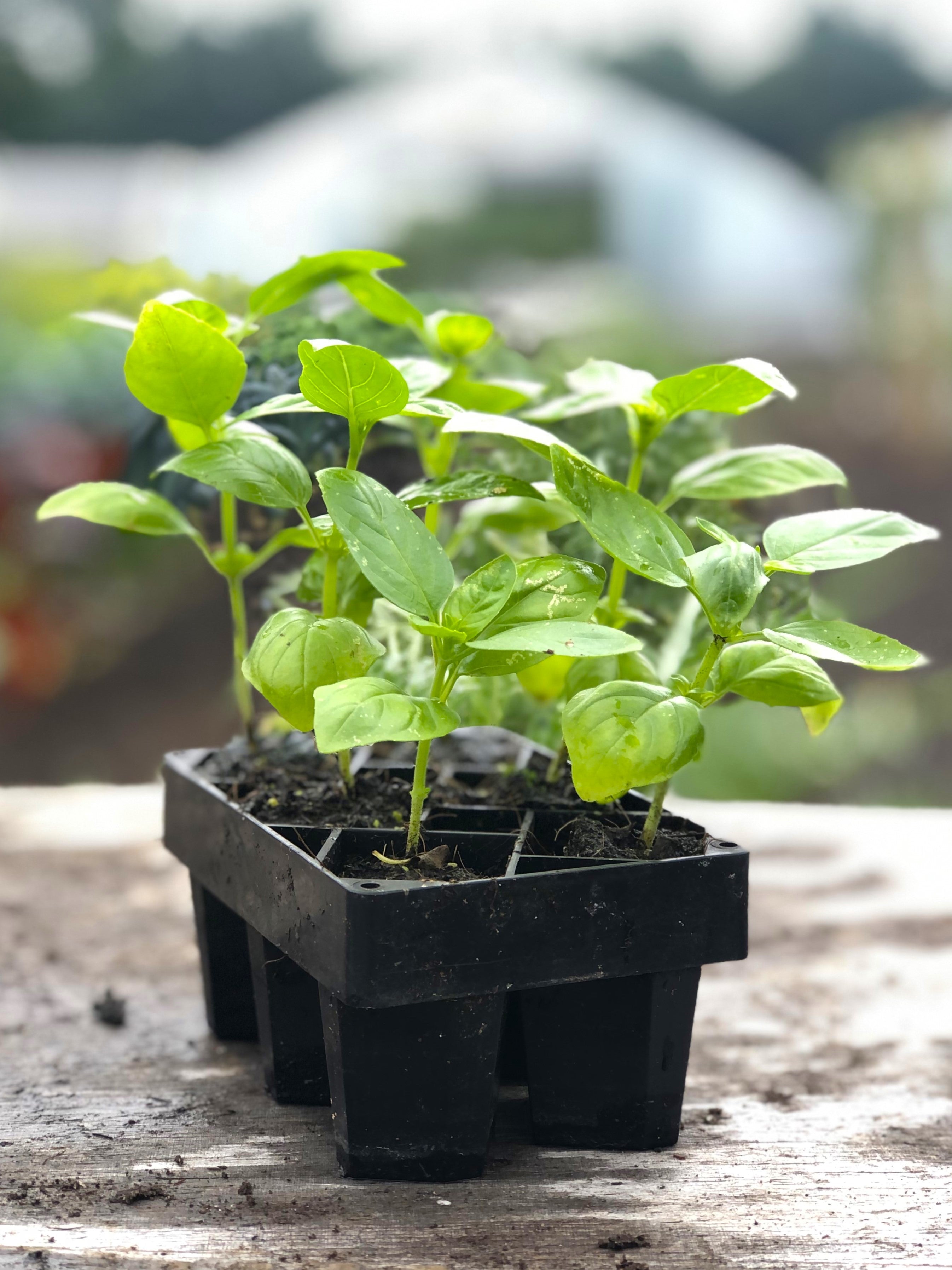 Mini Wini Seed Starting Air Pruning Trays – Neversink Tools
