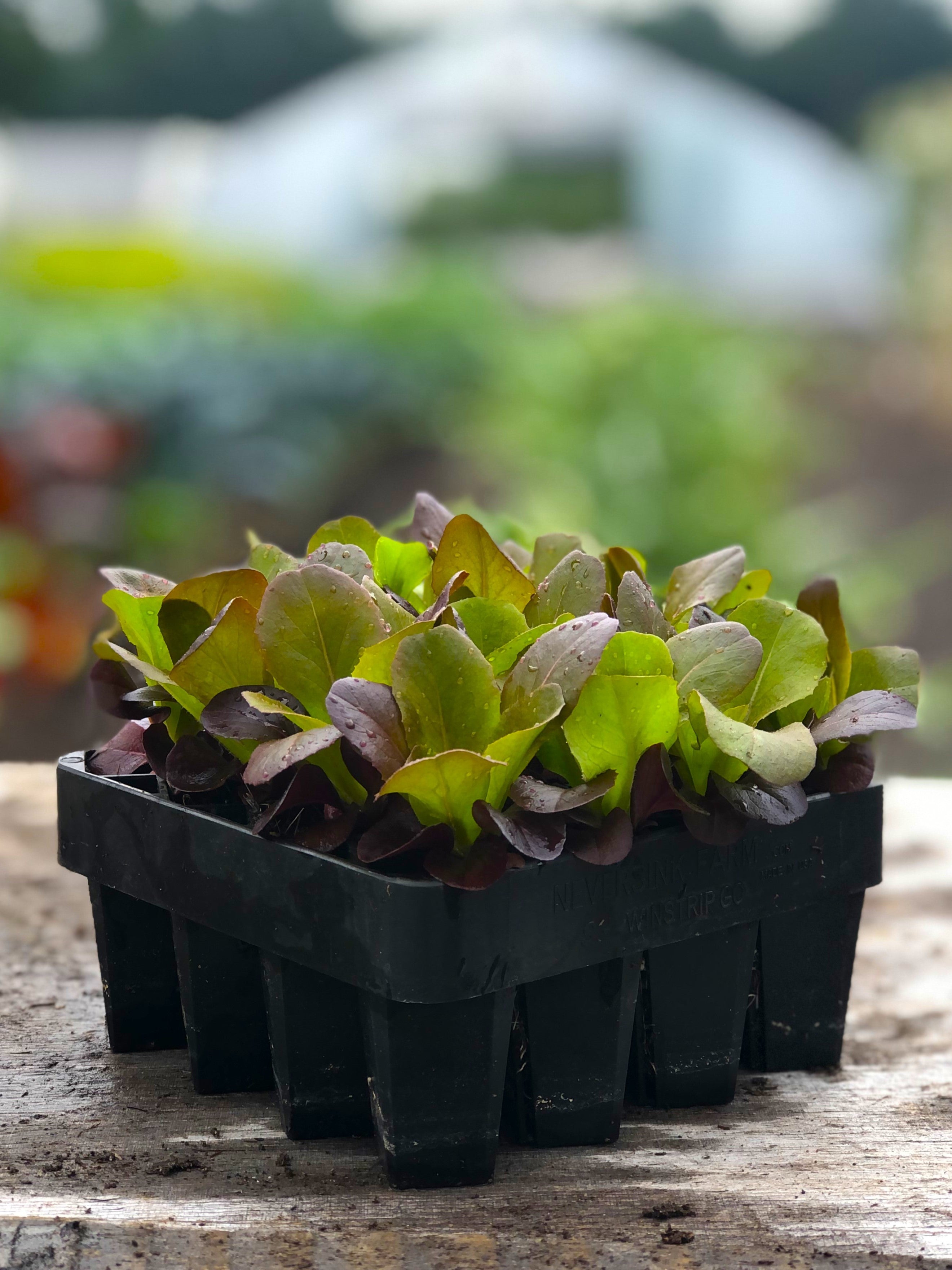 Mini Wini Seed Starting Air Pruning Trays – Neversink Tools
