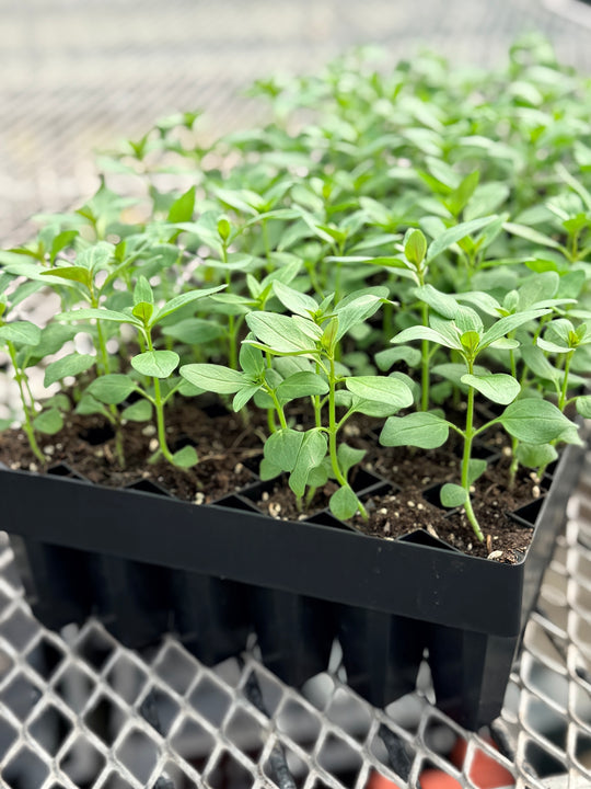 Floret Winstrip® 72 Deep Tray