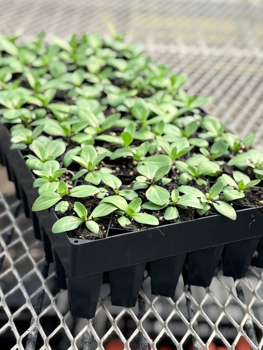 Floret Winstrip® 72 Deep Tray