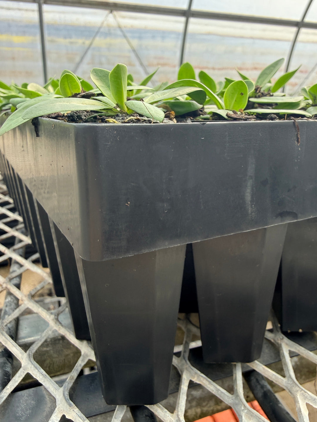 Floret Winstrip® 72 Deep Tray