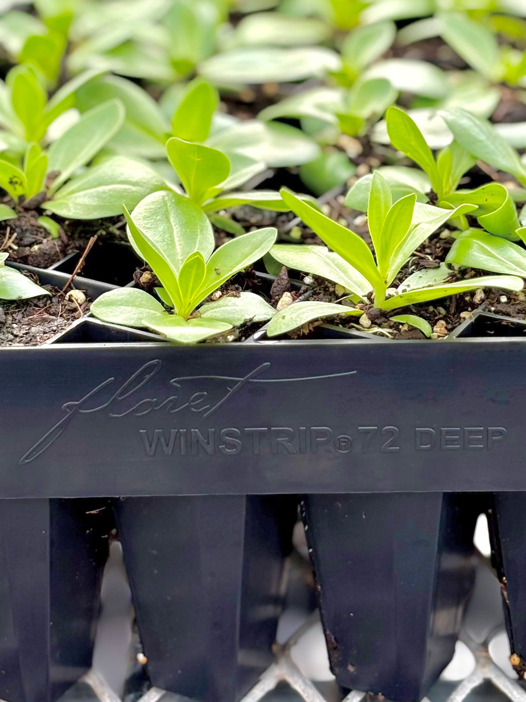 Floret Winstrip® 72 Deep Tray