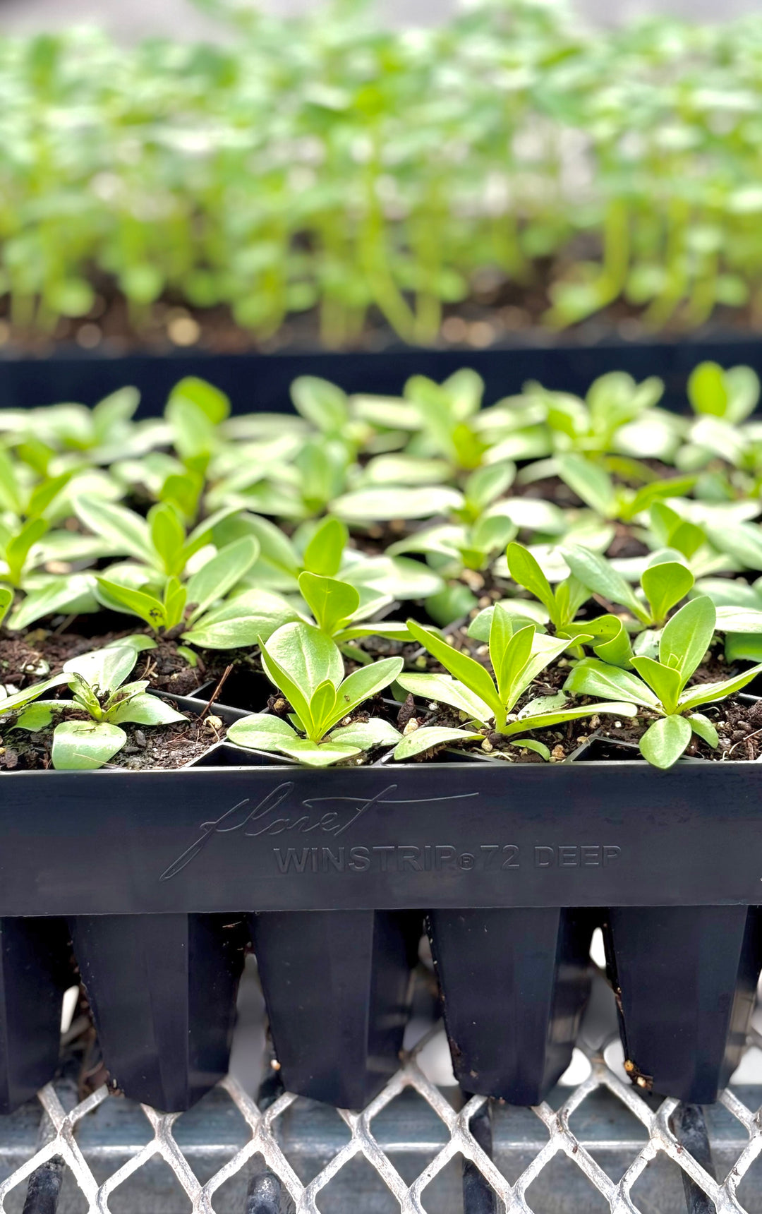 Floret Winstrip® 72 Deep Tray