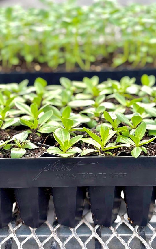 Floret Winstrip® 72 Deep Tray
