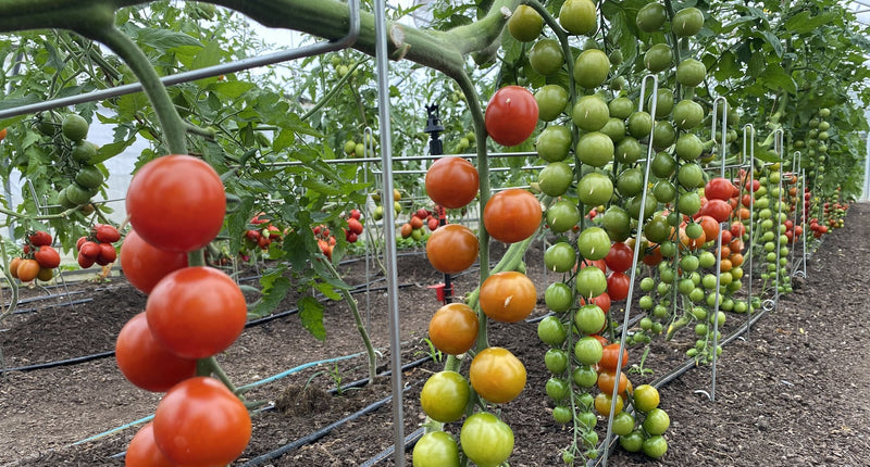Arceaux de support maintenant les lianes de tomates au-dessus du sol