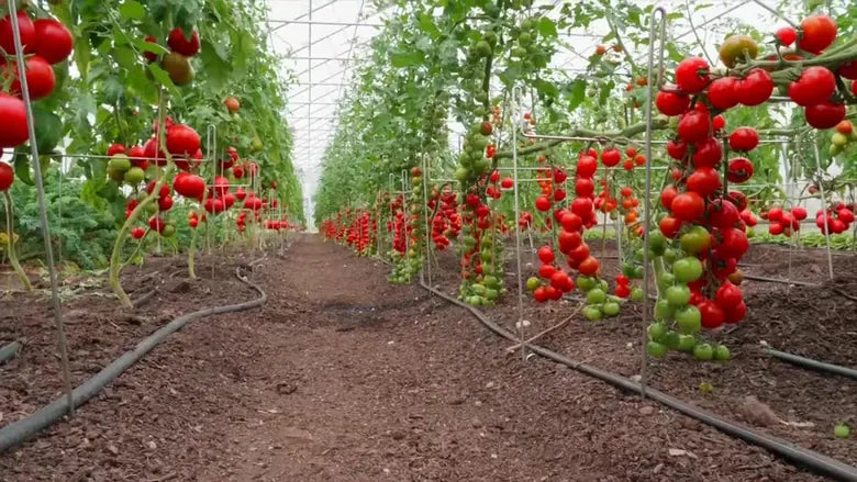 Hook and Wicket system for crop trellising